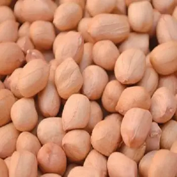 Natural Groundnut Seeds